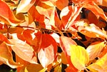 Persimmon autumn leaves 02